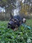 Owczarek niemiecki do adopcji!