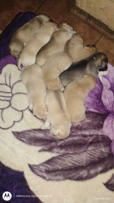 Husky syberyjski