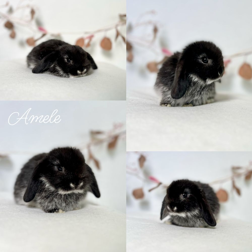 Króliczki ras: Karzełek Niderlandzki, Karzełek Teddy, Mini lop