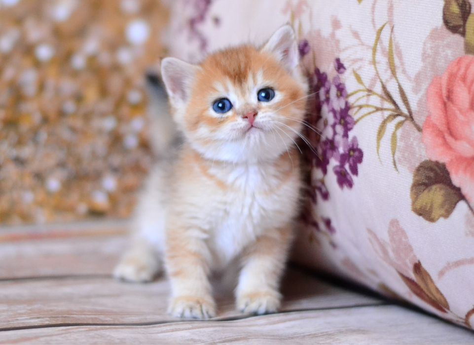 Золота шиншила хлопчик