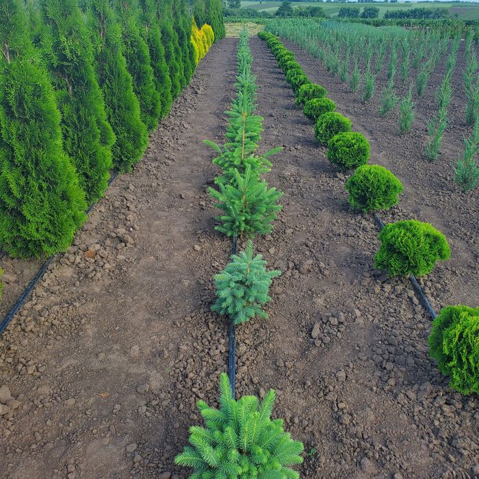 Туї смарагд, брабант, даніка, тедді, яливець, брю-арроу та інші