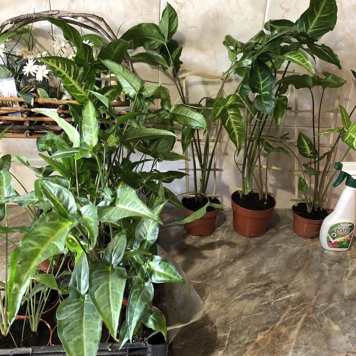 Сингониум Salvadorensis.