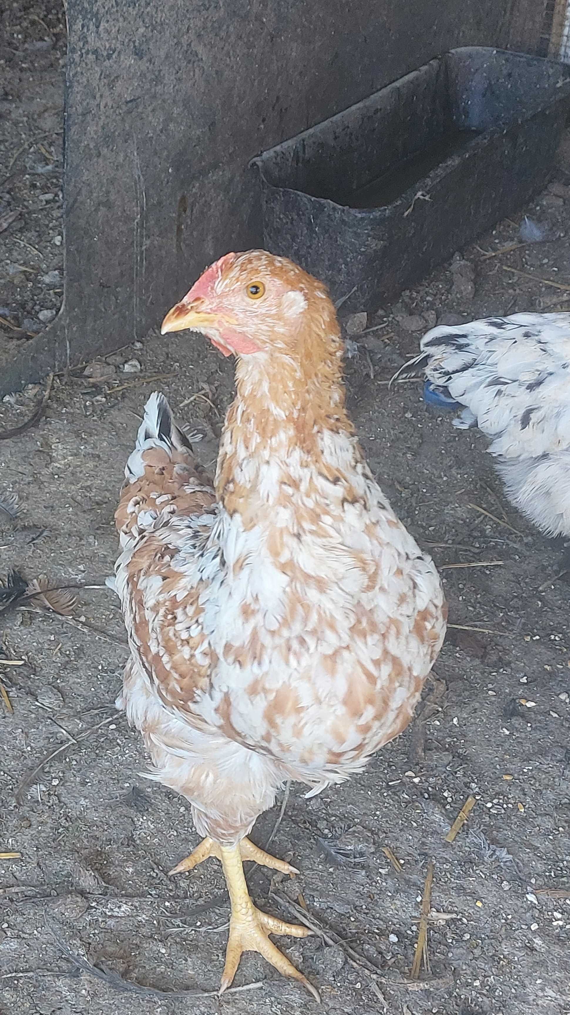 Galinhas de 6 meses a 2 anos