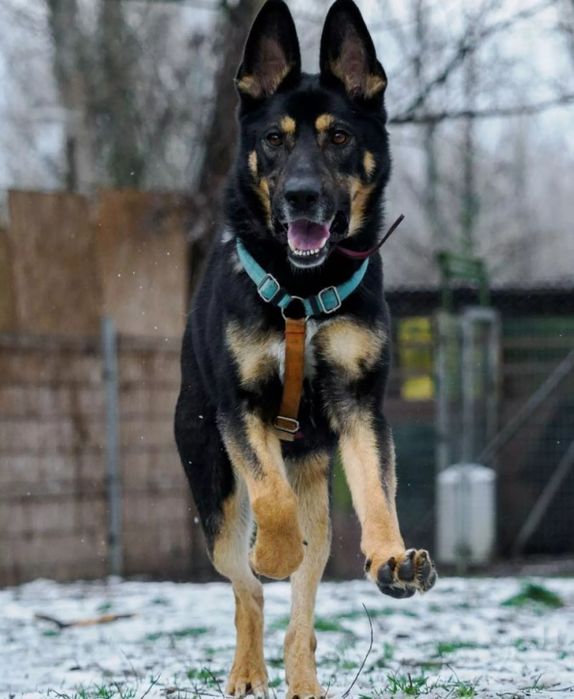Kozak szuka doświadczonego i aktywnego domu