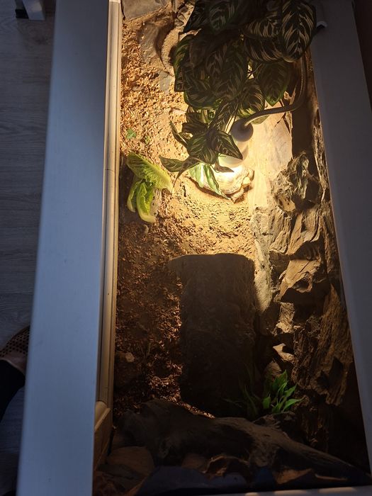 Terarium dla żółwia stepowego