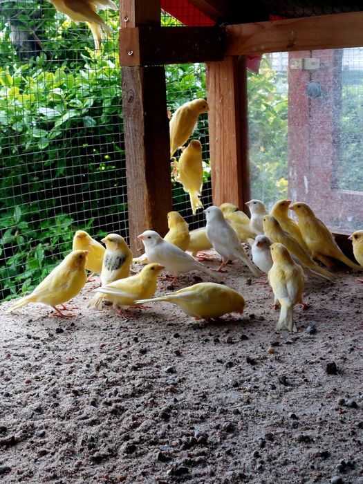 Kanarki białe żółte wodnotokowo