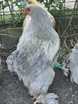 Brahmy Isabell 2025