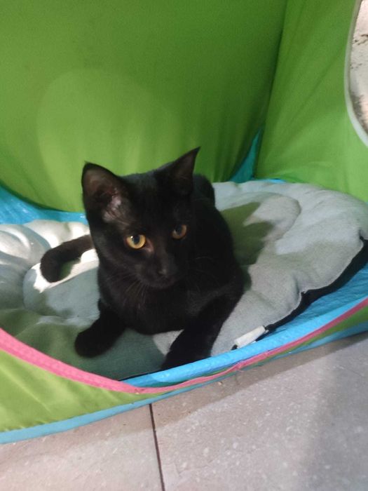 Amorosa Gatinha para adopção