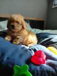 Maltipoo morelowy chłopiec Warszawa maltańczyk pudel