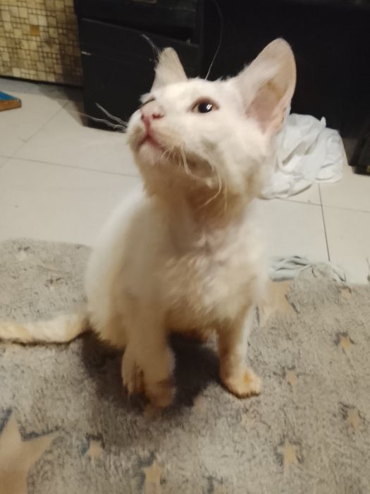 Котик донской. Сфинкс. Браш род. 17 09