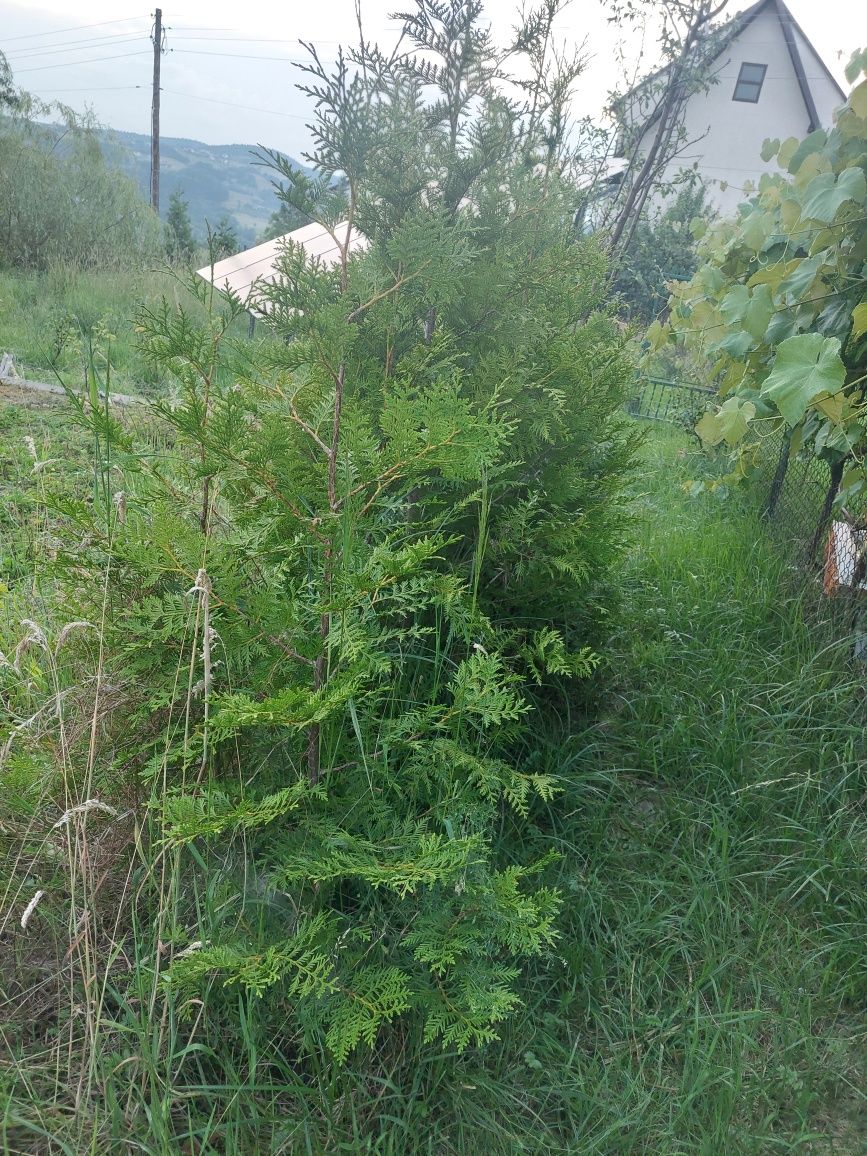 Tuje do ogrodu bardzo ładne.