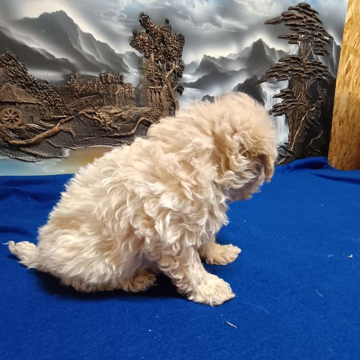 Suczka Maltipoo F1b