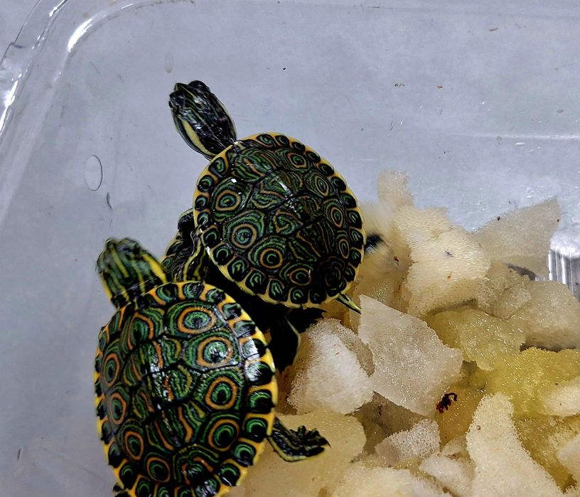 Żółwiki wodno-lądowe żółw