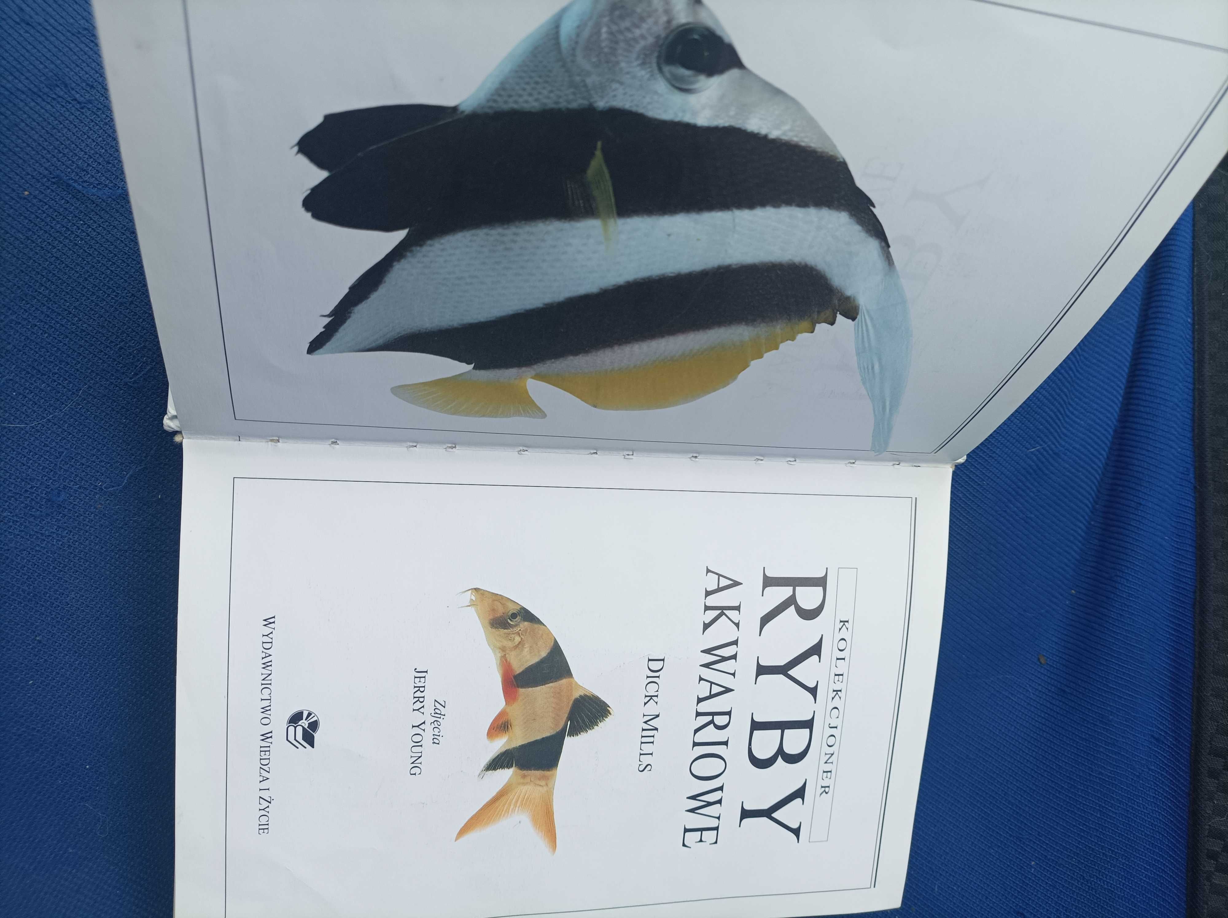Miłość ryby akwariowe przewodnik