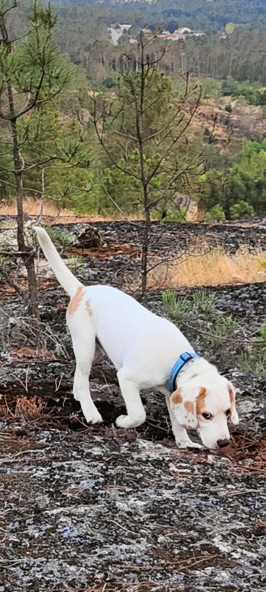 Beagle para adoção responsável
