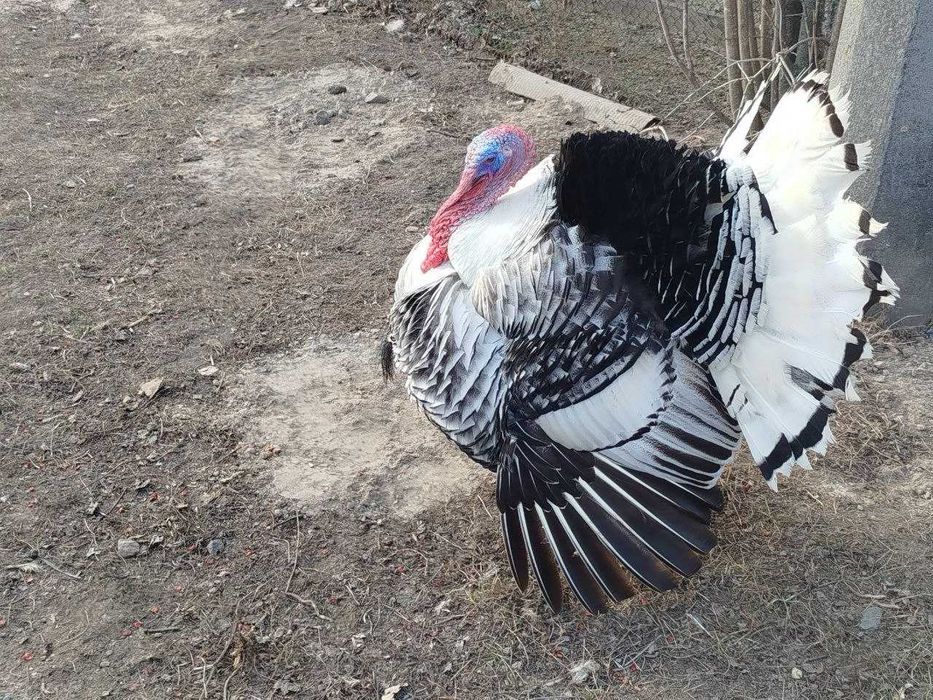 Продам індики та індички