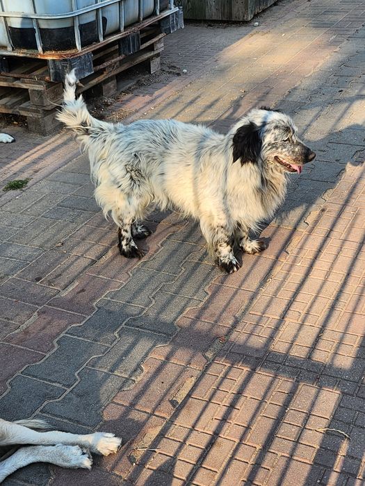 Tobi ,wspaniały piesek.