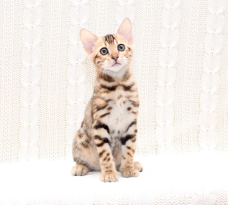 Бенгальская девочка Chanel в любимцы или в производители