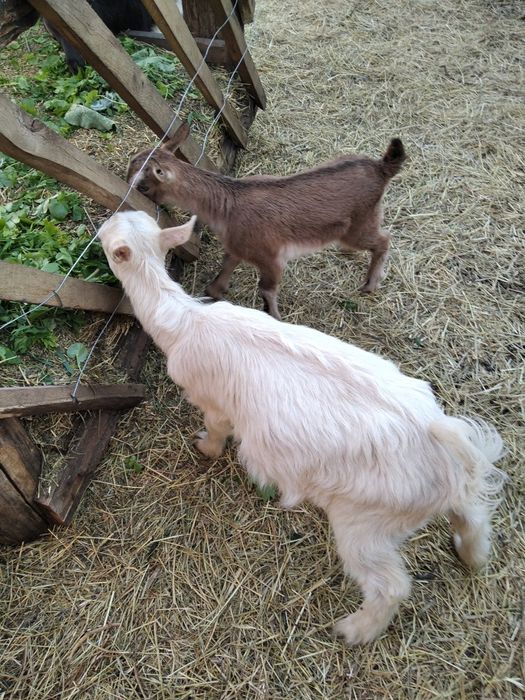 Породисті козенята