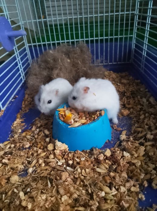 Хомячки Кременчуг