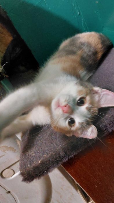 Кошенята в добрі руки