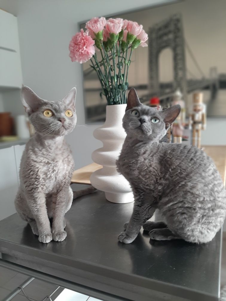 Chloe Contento piękna dziewczynka Devon Rex