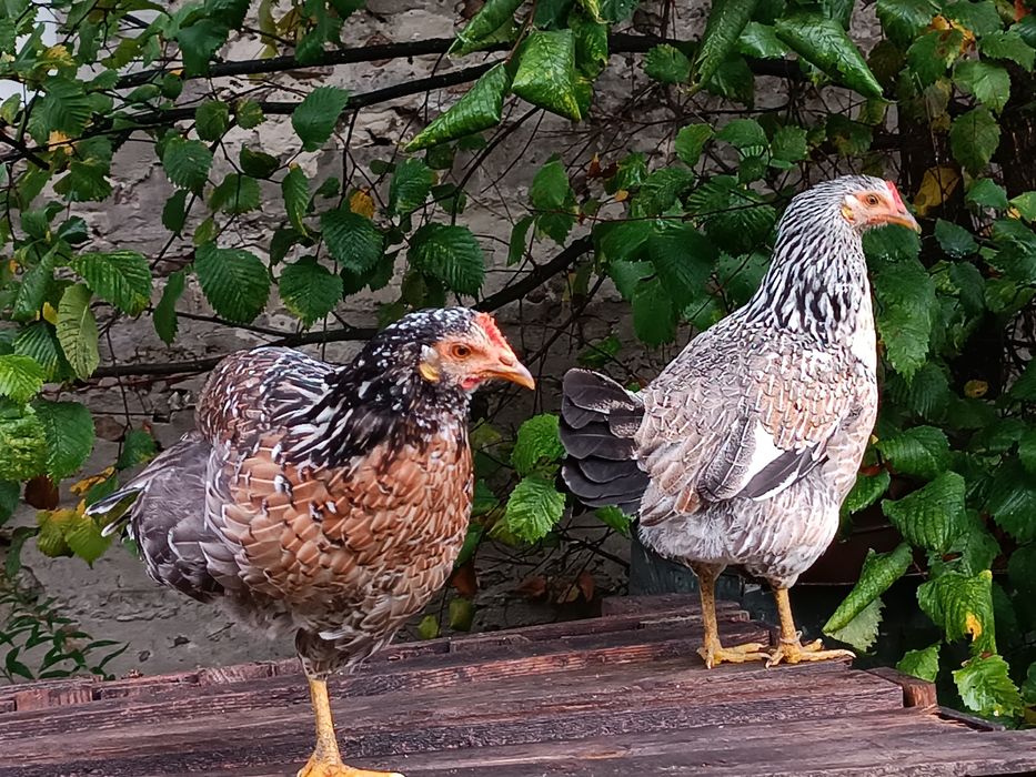 Jajka lęgowe, kury w typie zagrodowym, zagrodówki