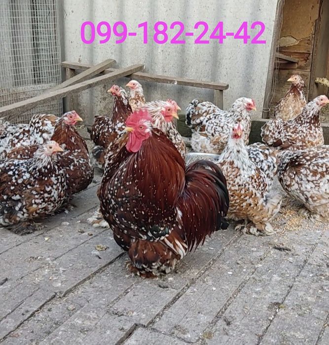 Карликові кохінхіни ситцеві курчатка, інкубаційні яйця,доросла птиця