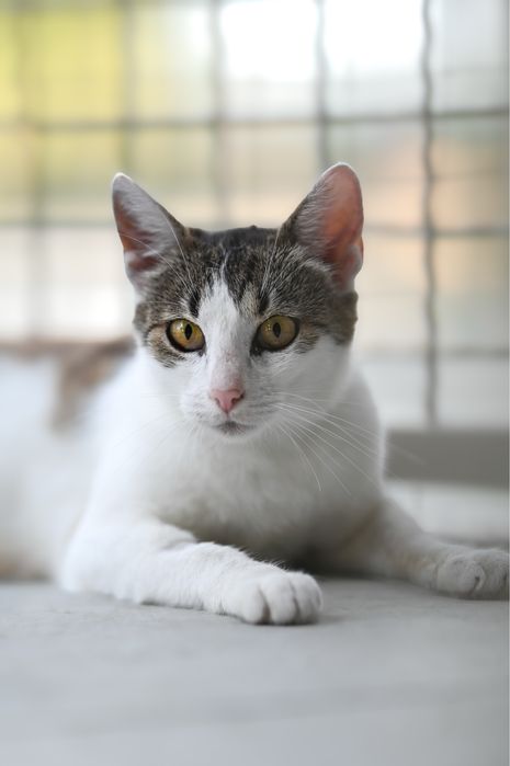 Kochana Zyzia szuka domu