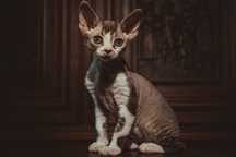 Kocurek Devon rex FPL Felis