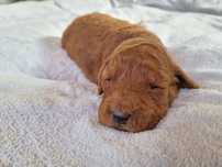 Golden Retriever Pudel miniaturowy Goldendoodle MINI piesek