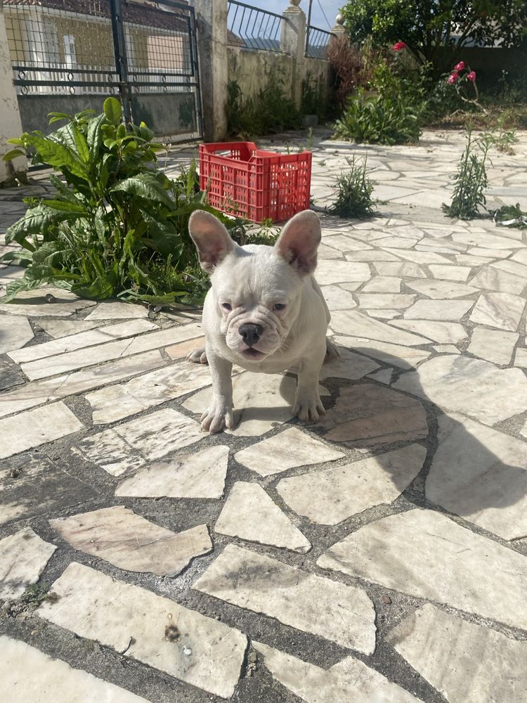 Bulkdog  frances branca femea
