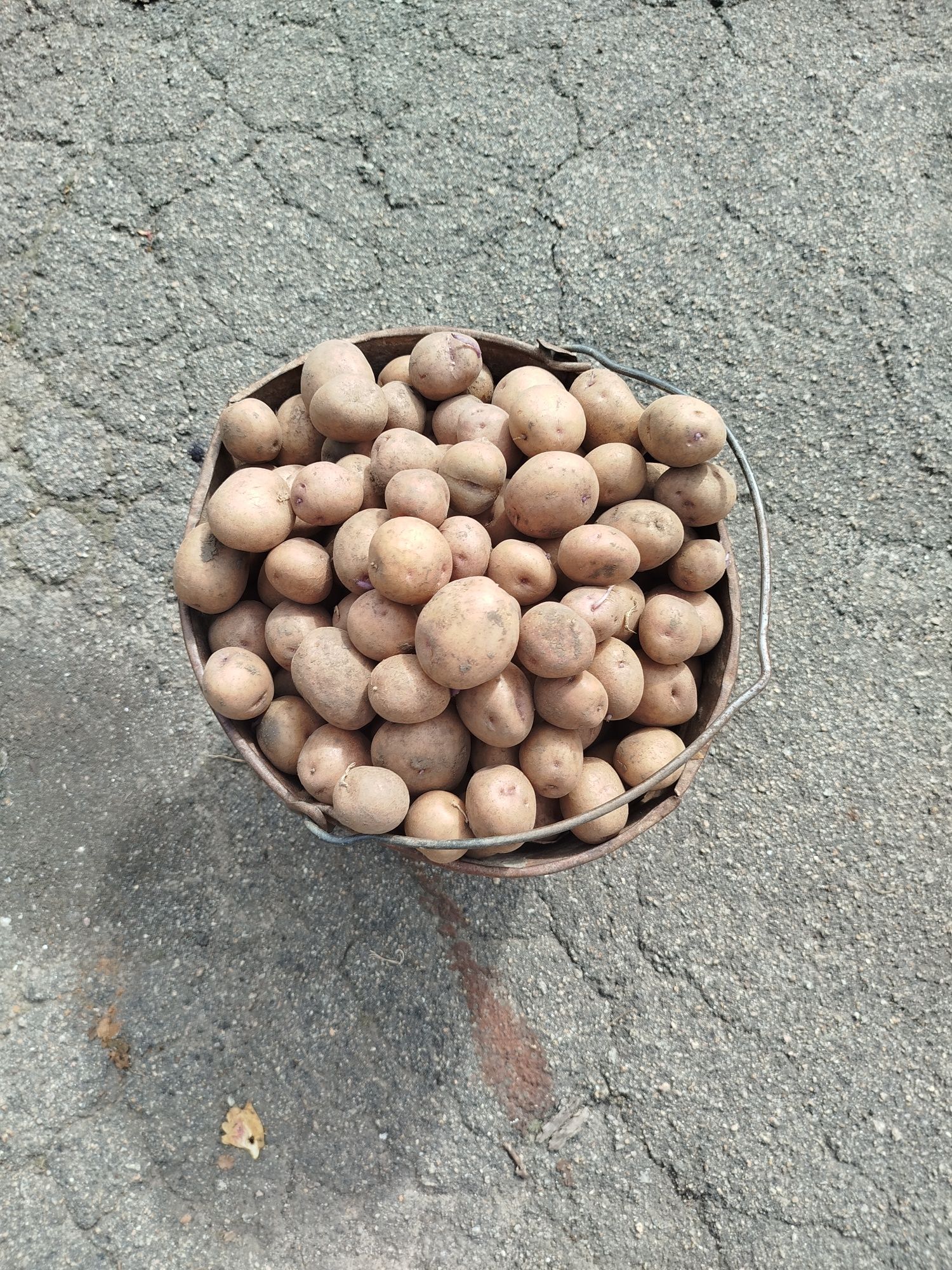 Картопля синьоглазка, насіння,сорт колишній. 60 грн.за кіло..