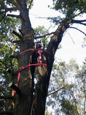 Wycinka drzew trudnych - Jabłonna, Legionowo, Chotomów i okolice