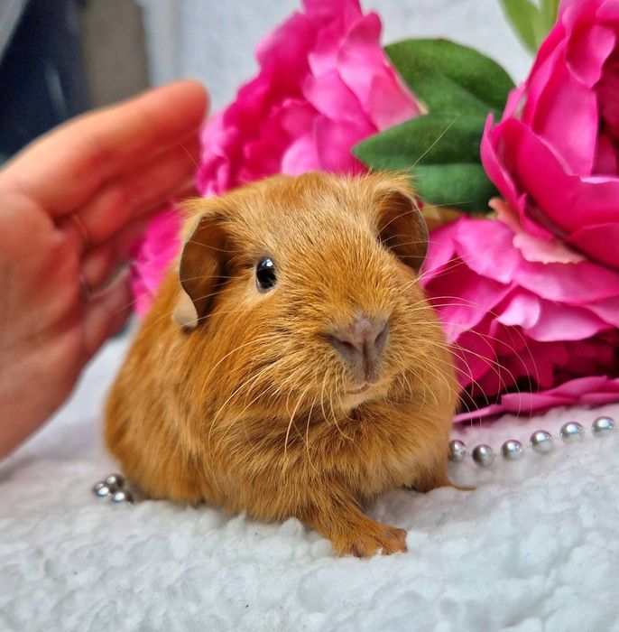 Морская свинка американская вислоухая рыжая, морские свинки