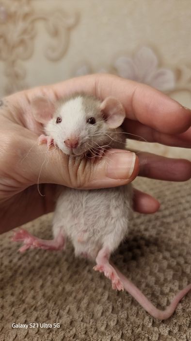 Крыса рекс хаски дамбо