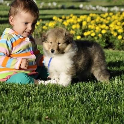 Щенки колли