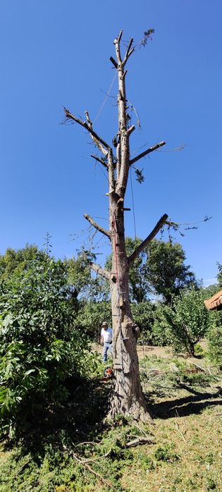 Limpeza de Terrenos e corte de árvores