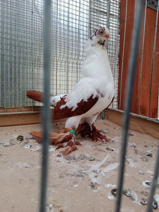 Gołębie ozdobne motyl warszawski czerwony samiec 25