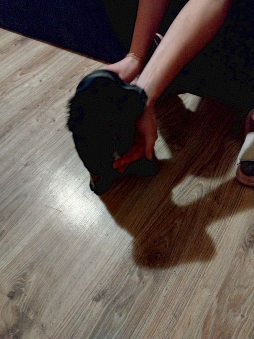 Oddam za darmo dwie Suszki szczeniaki