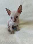 CORNISH REX - Dostępna kotka o imieniu VIKTORIA Hodowla: MatiMalwa*PL