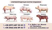 Спермодози, сім'я кнура,хряка,запліднення