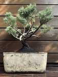 Jałowiec chinski bonsai w recznie wykonanej betonowej donicy