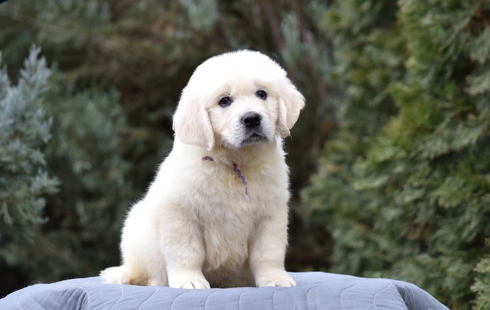 Продається голден ретрівер