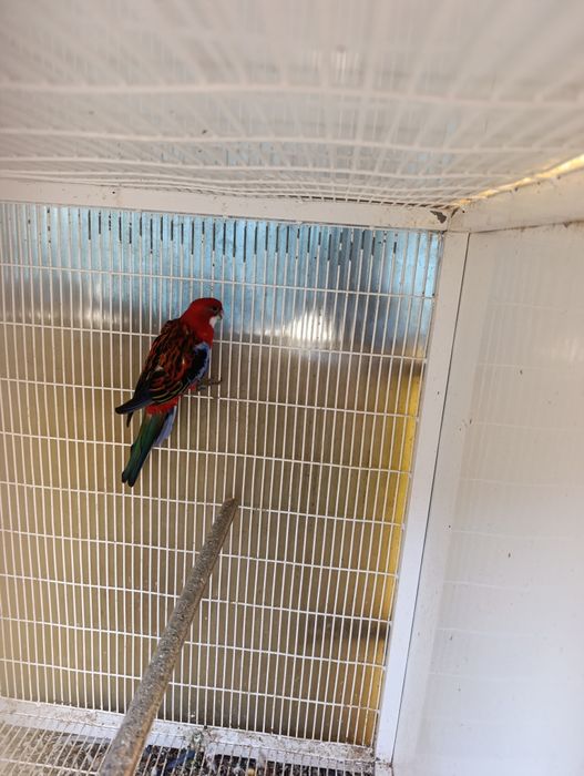 Vendo casal de roselas