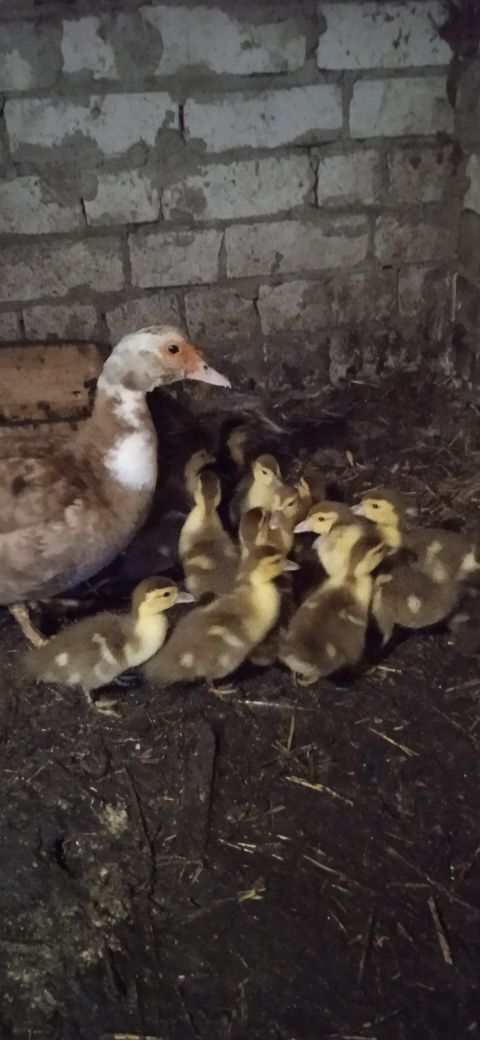 Продам каченят индокачки