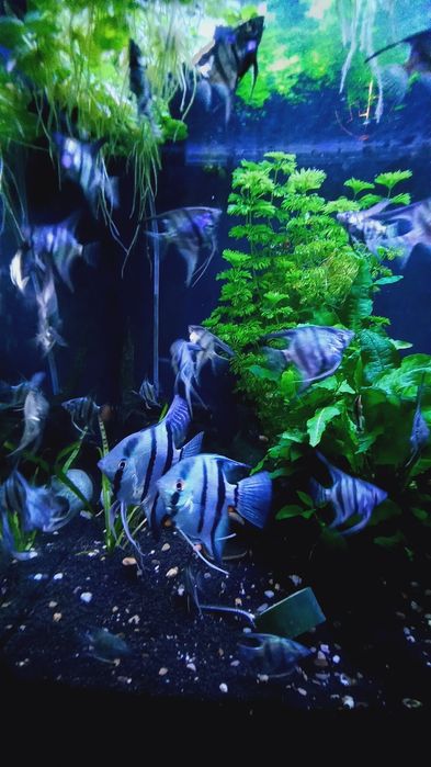 Escalares pinoy azuis juvenis