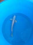 Carpa koi japonesa