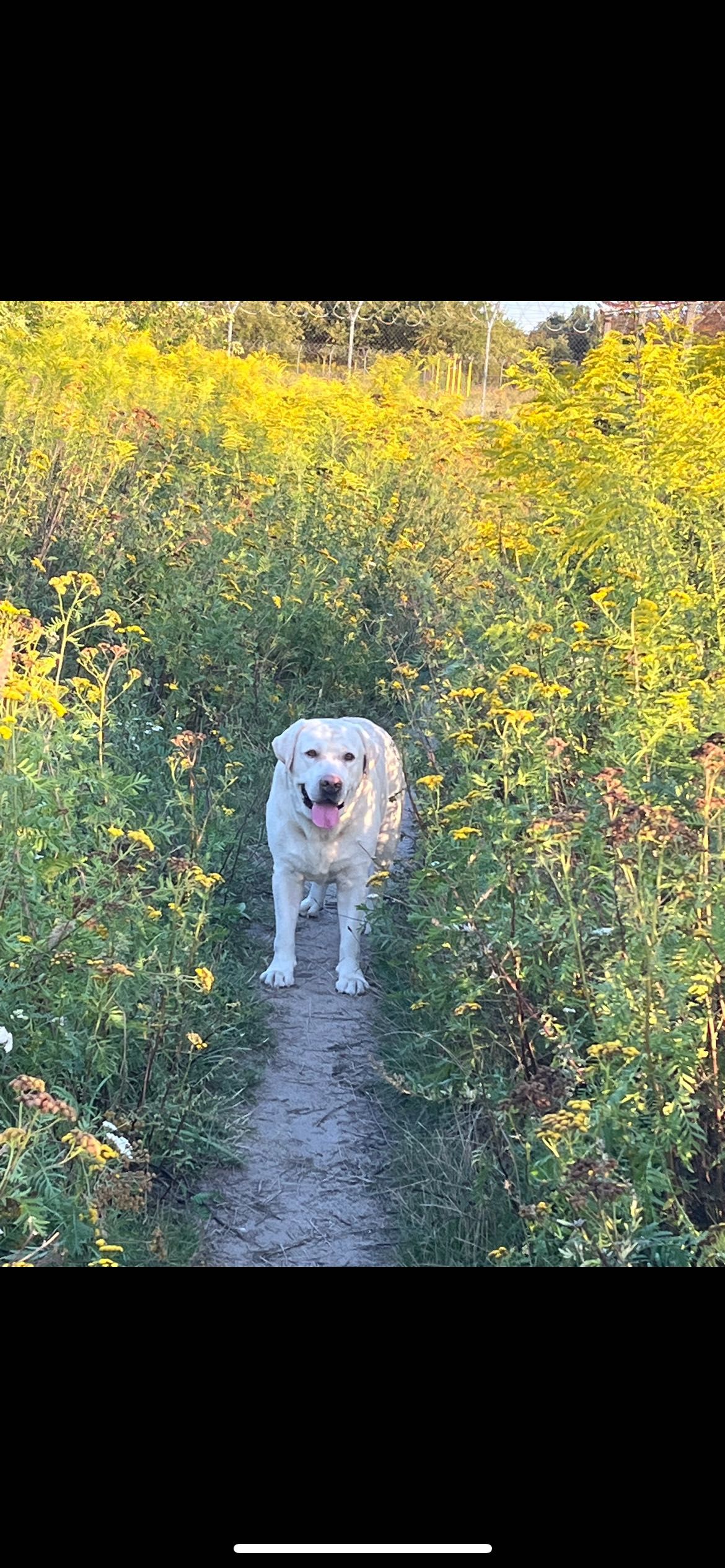 cudowny labrador o wielkim sercu szuka nowego, kochającego domu
