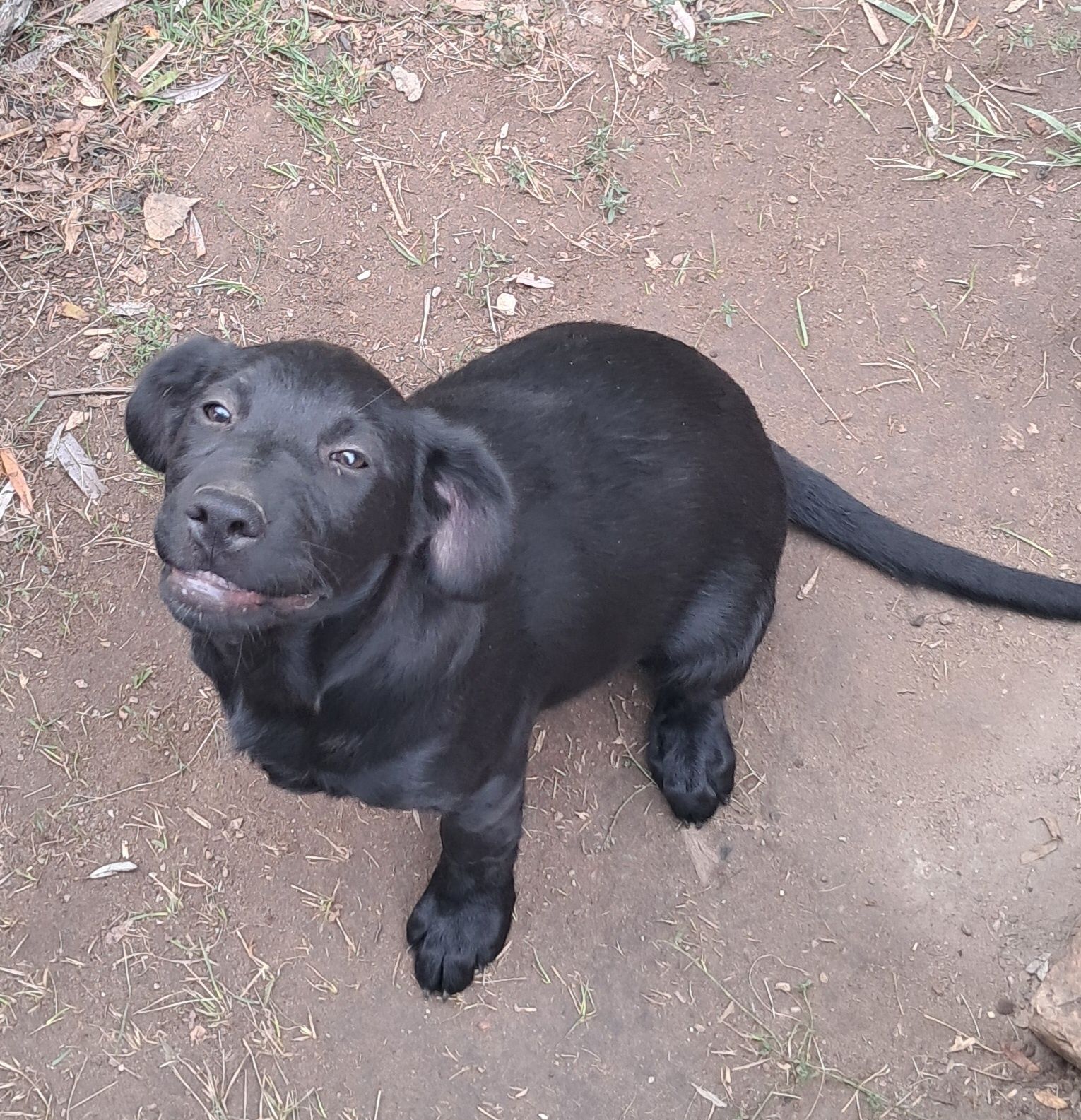 Pieska labradora
